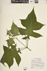 Polymnia canadensis image