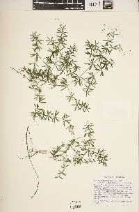 Galium concinnum image