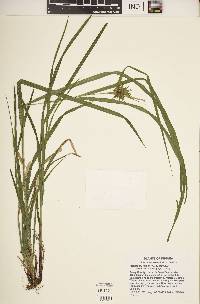 Carex grayi image