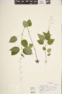 Circaea canadensis image