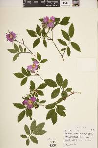 Rosa palustris image