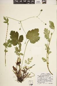 Geum vernum image