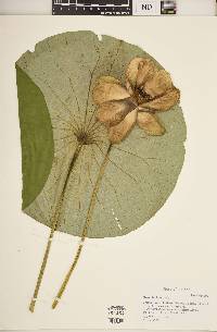 Nelumbo lutea image