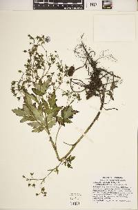 Phacelia bipinnatifida image