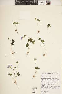 Oxalis violacea image