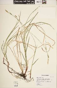 Carex woodii image