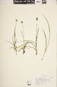 Carex leavenworthii image