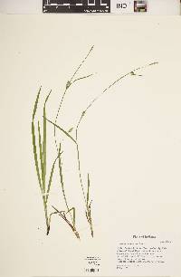 Carex gracilescens image