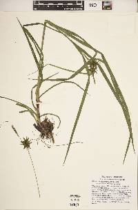 Carex grayi image