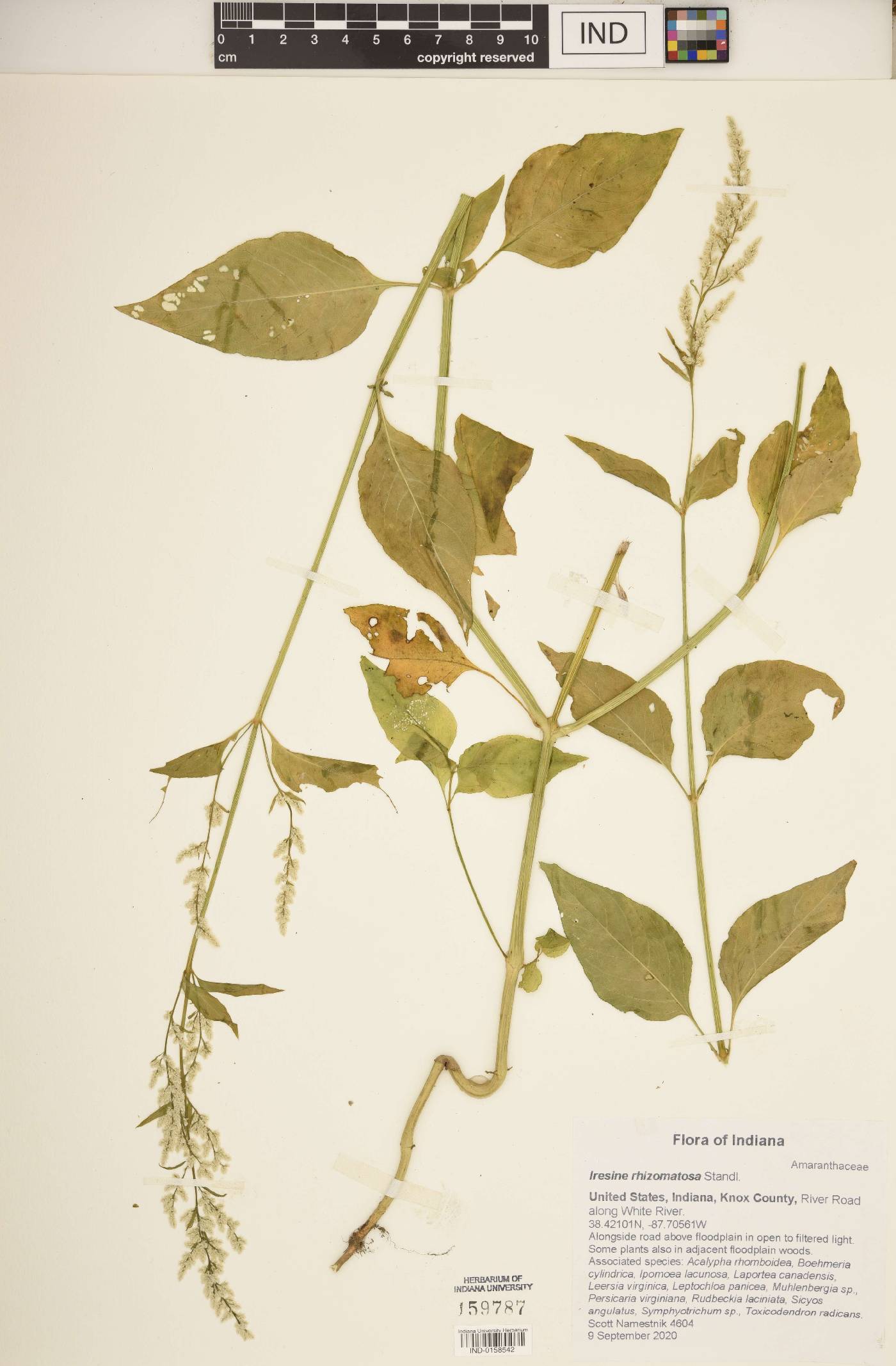 Iresine rhizomatosa image