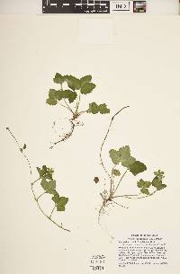 Potentilla indica image