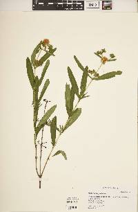 Hypericum prolificum image