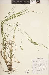 Carex swanii image