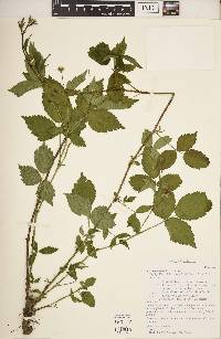 Rubus steelei image