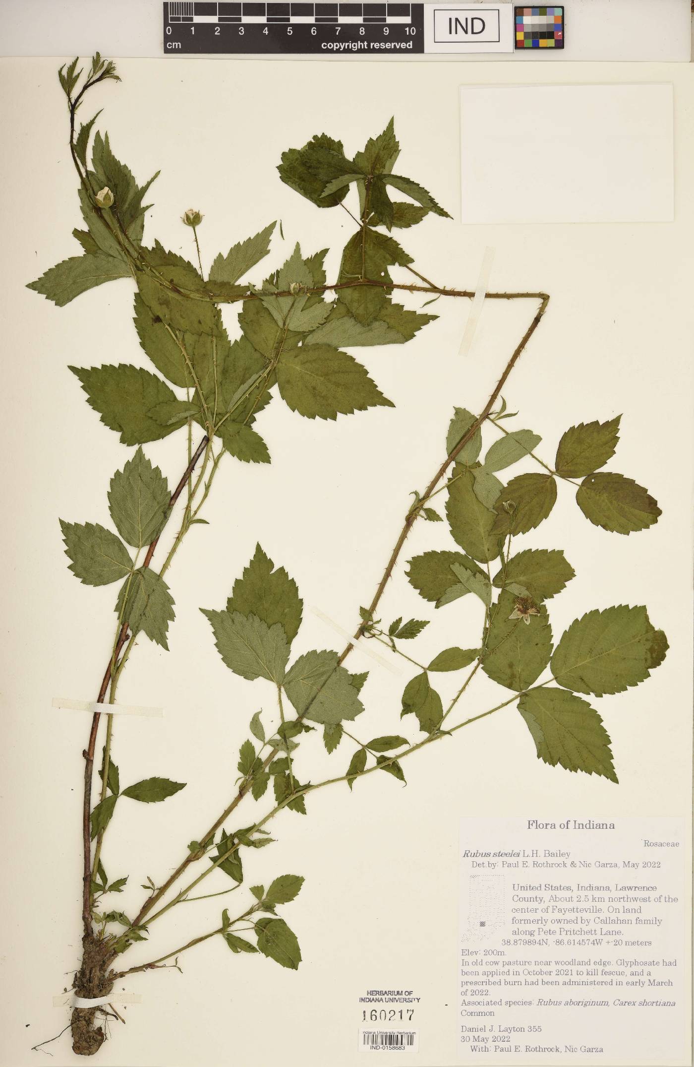 Rubus steelei image