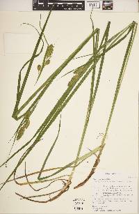 Carex typhina image