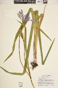 Iris virginica image