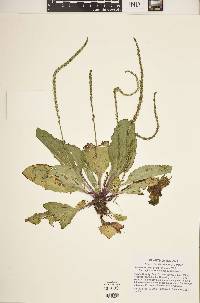 Plantago rugelii image