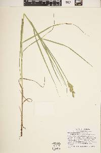 Carex muskingumensis image