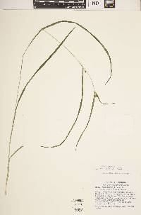 Carex grisea image