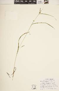 Carex corrugata image