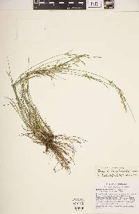 Juncus anthelatus image