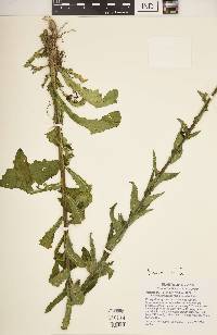 Verbascum blattaria image