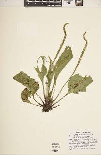 Plantago rugelii image