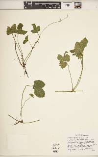 Potentilla indica image