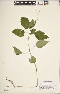 Circaea canadensis image