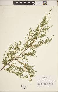 Juniperus virginiana var. virginiana image