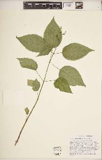 Circaea canadensis image