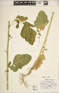 Brassica nigra image