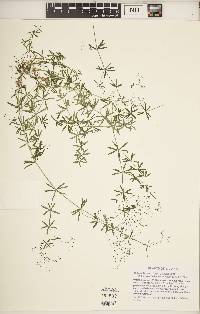 Galium concinnum image