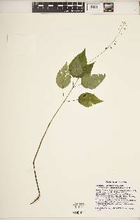 Circaea canadensis image