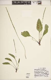 Plantago rugelii image