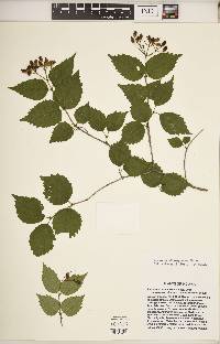 Viburnum rafinesqueanum image