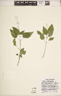 Circaea canadensis image