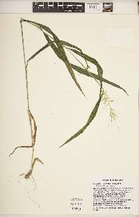 Elymus hystrix image