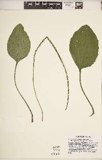 Plantago rugelii image