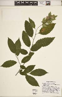 Carpinus caroliniana subsp. virginiana image