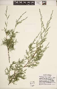 Juniperus virginiana var. virginiana image