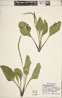 Plantago rugelii image