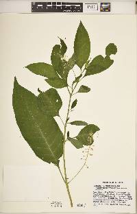 Phytolacca americana var. americana image