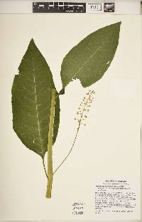 Phytolacca americana var. americana image