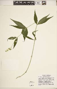 Silene stellata image