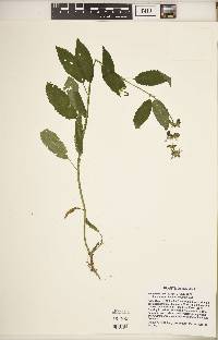 Stachys tenuifolia image