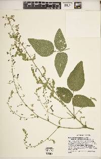 Desmodium canescens image