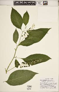 Phytolacca americana var. americana image