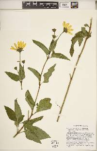 Heliopsis helianthoides var. helianthoides image